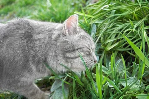 A gray cat sniffs the grass in the park. Walking pets in the open air. Stock Photos