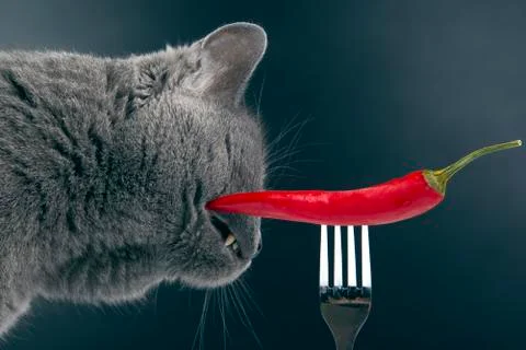 Gray cat sniffs red hot pepper. food and pets. curiosity and sense of smell Stock Photos