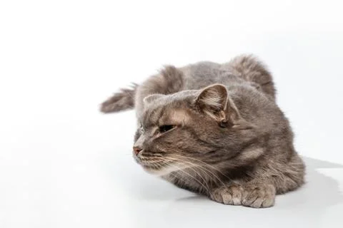 Gray cat sniffs on white background Stock Photos