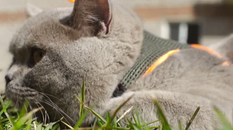 Gray cat sniffs the young grass Vidéo 49070546