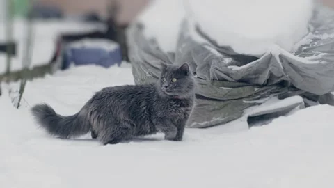 Gray cat in snow Stock-Footage 256996403