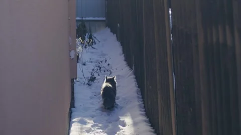 Gray cat in snow Stock-Footage 256996416