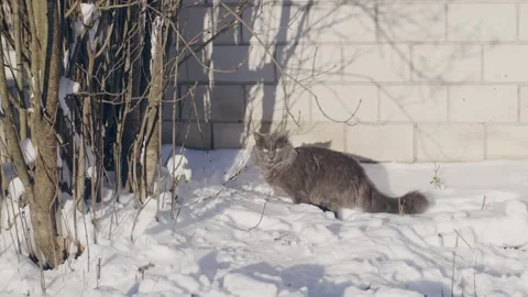 Gray cat in snow Stock-Footage 256996437