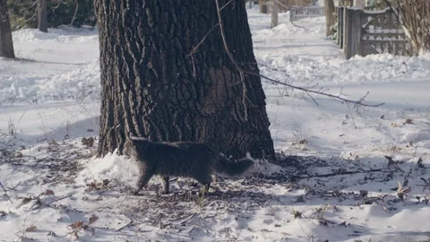 Gray cat in snow Stock-Footage 256996464
