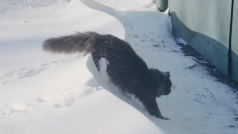Gray cat in snow Stock-Footage 256996480