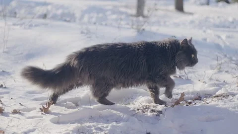 Gray cat in snow Stock-Footage 256996495