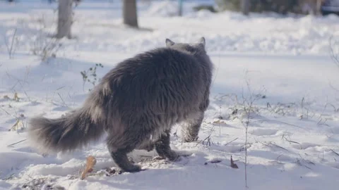 Gray cat in snow Stock-Footage 256996531