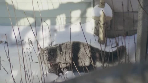Gray cat in snow Stock-Footage 256996545