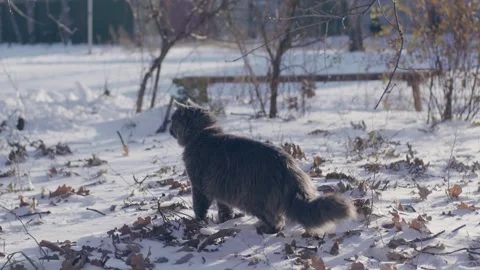 Gray cat in snow Stock-Footage 256996567