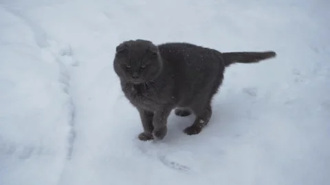 Gray cat in the snow Stock Footage 327904953
