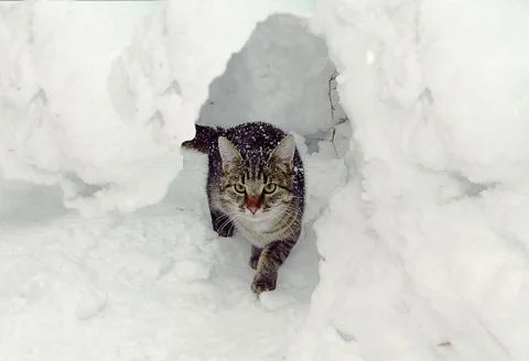 Gray cat in a snowdrift Stock Photos