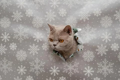 Gray cat on snowflake pattern during christmas holiday season. Stock Photos