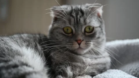 Gray cat on the sofa Stock Footage 289543164