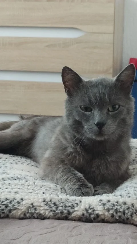 Gray cat on a soft blanket turning to the camera Stock Footage 202894824