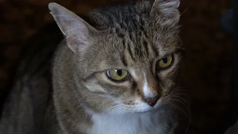 A gray cat with a spot on his nose looks into the camera close-up Video stock 238368536