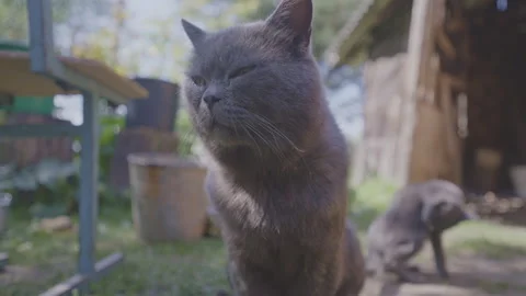 Gray cat squinting in warm sunlight adds charm to outdoor scene Stock Footage 294386950