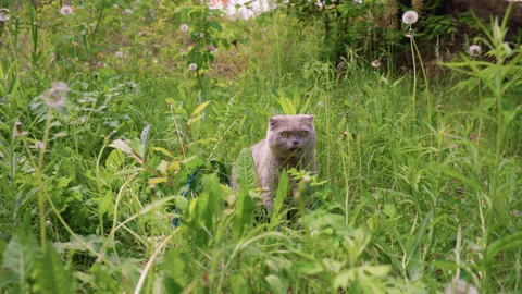Gray Cat Stalking Through Long Grass Crouched Low Among Dandelions Tense Stock Footage 329486695