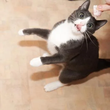 Gray cat standing on its hind legs, begging, collecting, asking for food, meat Stock Photos