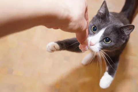 Gray cat standing on its hind legs, begging, collecting, asking for food, meat Stock Photos