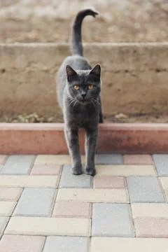 Gray cat stands alert on tiled patio Stock Photos