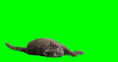 Gray cat stands up and exits frame on green screen Video stock 90957458