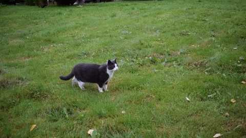 A gray cat stands in the green grass and looks around. Stock Footage 95678079
