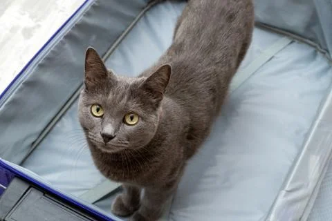Gray cat stands in the opened empty suitcase Foto stock