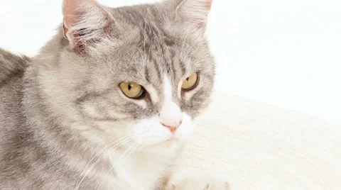 Gray Cat Stares Around Stock-Footage 52072977