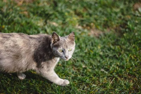 Gray cat staring, cat walk on grass in outdoor garden Stock Photos