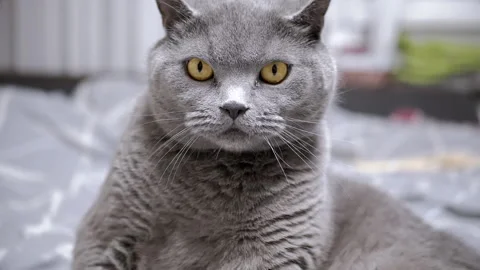 Gray cat staring intently Stock Footage 312003270