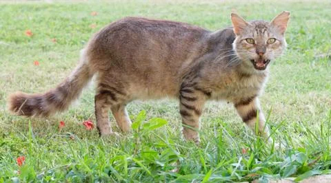 Gray cat on the street looking at the camera in Israel Stock-Fotos