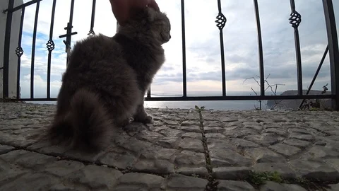 Gray cat stroked on the head Stock Footage 100249044