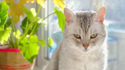Gray cat in the sun. Beautiful gray cat. British cat. Cute gray cat Stock Footage 232809806