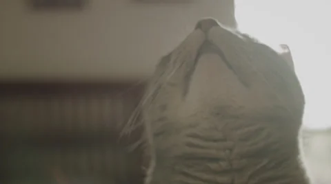 Gray Cat on Sunlit Bed, Close Up Stock Footage 39103567