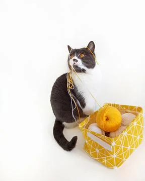 Gray cat tangled yellow threads for knitting. Stock Photos