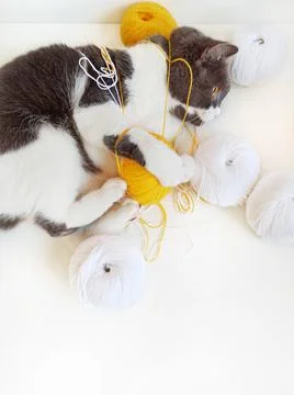 Gray cat tangled yellow threads for knitting. Stock Photos