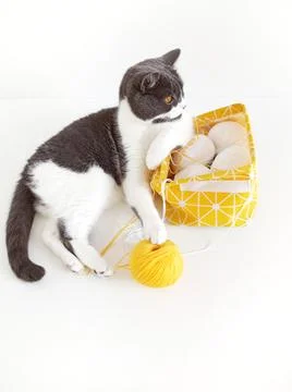 Gray cat tangled yellow threads for knitting. 库存照片