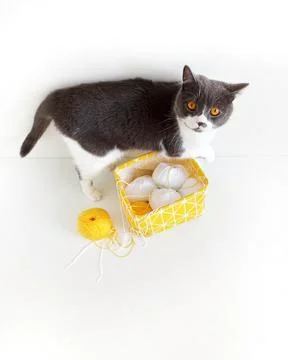 Gray cat tangled yellow threads for knitting. Stock Photos