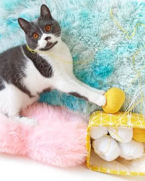 Gray cat tangled yellow threads for knitting. 库存照片