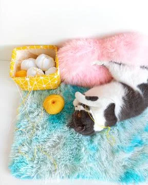 Gray cat tangled yellow threads for knitting. Stock Photos