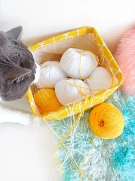 Gray cat tangled yellow threads for knitting. 库存照片