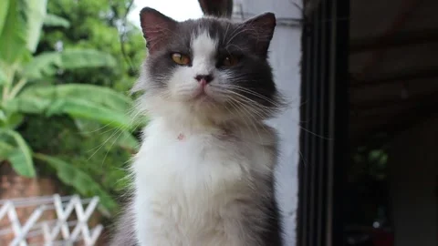 Gray cat on top Video stock 301605971