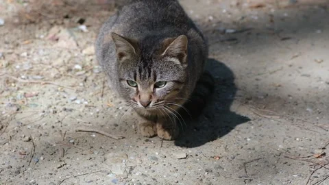 Gray cat top view with green eyes Stock Footage 242834611