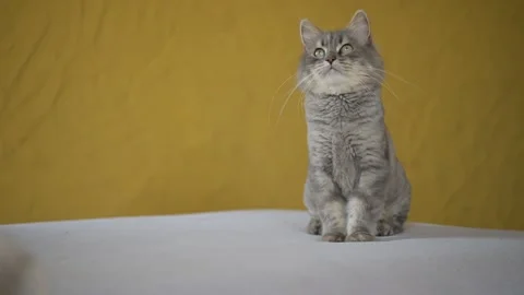 Gray cat tracking teaser toy Stock Footage 269353162