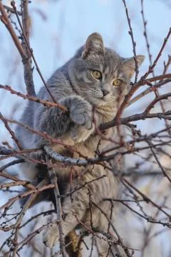 Gray cat on tree branches with blured sky in background Stock Photos