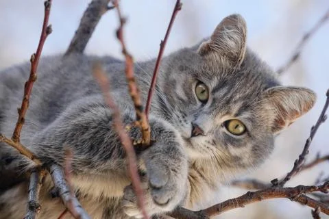 Gray cat on tree branches with blured sky in background Foto stock