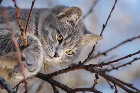 Gray cat on tree branches with blured sky in background Stock Photos