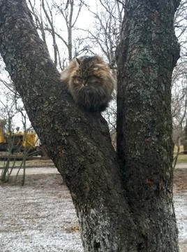 Gray cat on the tree Stock Photos