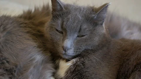 Gray cat trying to sleep next to his friend Stock Footage 107633511