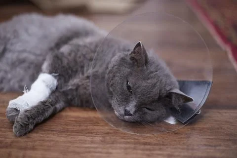 A gray cat in a veterinary collar with a broken leg Is lying on the floor Stock Photos